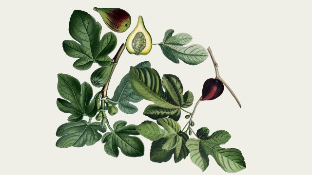 Lecture - Witchcraft and herbalism in New France: when history and archaeology meet