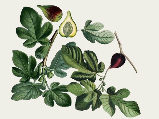 Lecture - Witchcraft and herbalism in New France: when history and archaeology meet